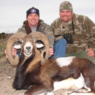 35" Trophy Mouflon